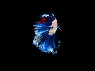 Action and movement of Thai fighting fish on a black background