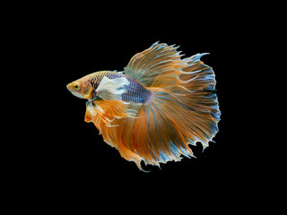 Action and movement of Thai fighting fish on a black background