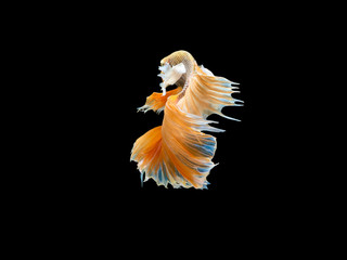 Action and movement of Thai fighting fish on a black background