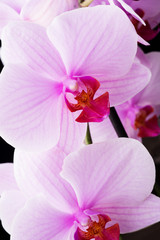 Beautiful soft Pink strips phalaenopsis Orchid Flower. close up