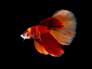 Naklejka premium Action and movement of Thai fighting fish on a black background
