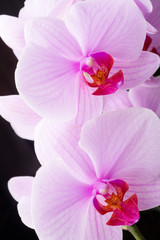 Fototapeta na wymiar Beautiful soft Pink strips phalaenopsis Orchid Flower around black background. close up