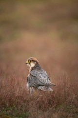 Lanner falcon, Falco biarmicus