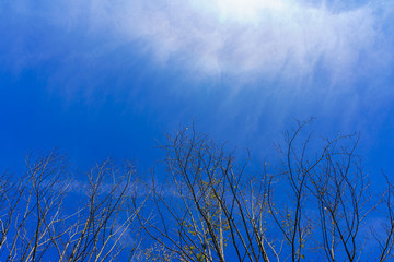 枯れ木と秋の青空