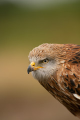 Red Kite, Milvus milvus