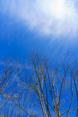枯れ木と秋の青空