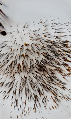 macro mineral stone Agata muschiata on a white background close-up