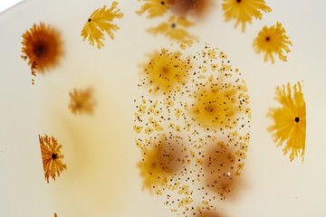 macro mineral stone Agata muschiata on a white background close-up