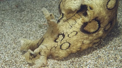 Close-up portrait of Sea Hare on sandy bottm. Nudibranch or sea slug - Spotted Sea Hare (Aplysia dactylomela). Underwater shot. Mediterranean Sea, Europe.