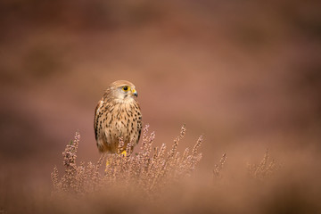 Common kestrel ; female; Falco tinnunculus