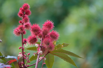 flower in garden in September