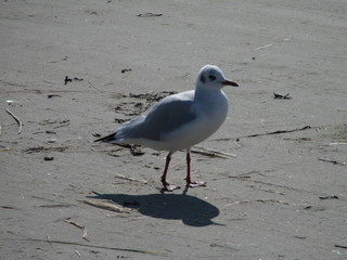 Möwe im Watt