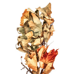 A collection of dried brown leaves connected to a broken tree branch.
