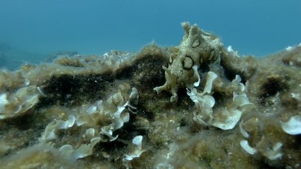 Sea Hare crawls on a rocky bottom covered with algae on blue water background. Nudibranch or sea slug - Spotted Sea Hare (Aplysia dactylomela). Underwater shot. Mediterranean Sea, Europe.