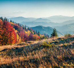 Fabulous autumn scene of Carpathians. Exciting morning view of mountain valley, Ukraine, Europe. Beauty of nature concept background. Instagram filter toned.
