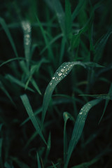 Rain drops on a green grass. After the rain