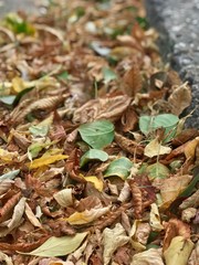 autumn leaves
