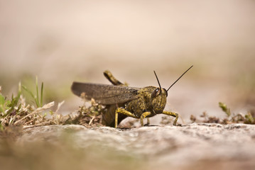 Saltamontes, trae buena suerte