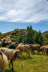 A flock of curious sheeps grazing on the alpine pasture near Lenzerheide in Switzerland - 2