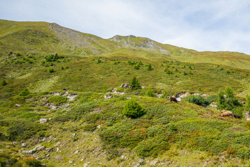 Fototapeta na wymiar A flock of curious sheeps grazing on the alpine pasture near Lenzerheide in Switzerland - 7
