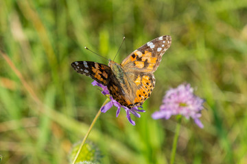 Obraz premium Butterfly on a flower in a field. Butterfly On Grass Field With Warm Light