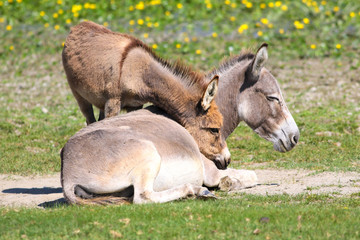 Baby donkey  cuddle with mother on the floral pasture