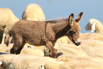 Baby donkey walk in a flock of sheep