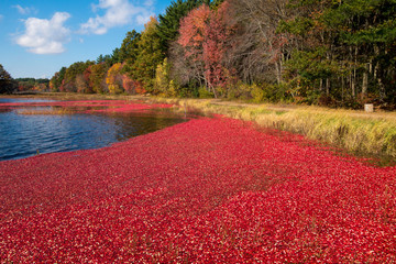 Cranberry harvest in autumn when bogs are flooded and bright red cranberry fruits float to the...
