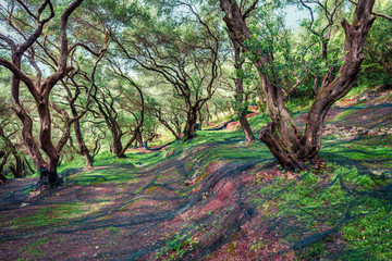 Mistical spring view of olive garden. Beautiful countryside scene of Corfu island, Greece, Europe. Traveling concept background.