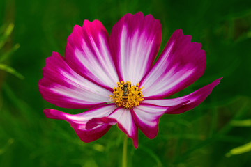 Macro close up of a red and white stripy cosmos (Cosmos bipinnatus)  summer plant