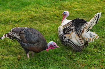 Homemade gobblers is one of the common types of domestic birds of the order galliformes.
