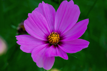 Fototapeta premium Macro close up shot of a purple flower head of a common mallow (malva sylvetris)
