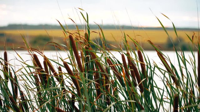 bulrush with green leaves on a pond against a blue sky