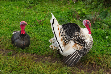 Homemade gobblers is one of the common types of domestic birds of the order galliformes.