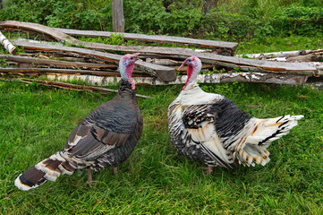 Homemade gobblers is one of the common types of domestic birds of the order galliformes.