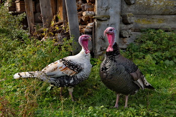 Homemade gobblers is one of the common types of domestic birds of the order galliformes.