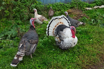 Homemade gobblers is one of the common types of domestic birds of the order galliformes.