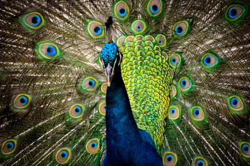Obraz na płótnie Canvas Peacock at the zoo