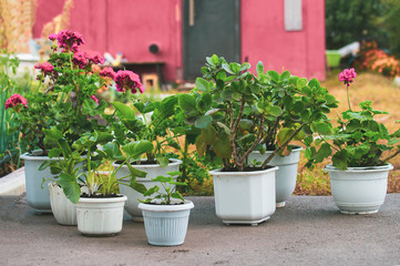 many flowers in white pots planters on ground in garden