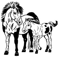 Shetland pony horses. Miniature spotted mare with little foal. Black and white isolated vector illustration