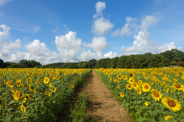 A path runs through a field of sunflowers in summer