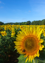 Obraz premium Vertical close-up image of a sunflower