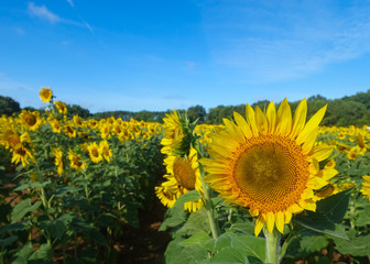 Close-up image of a sunflower with a field of sunflowers in the background