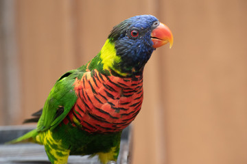 Colorful Parrot at the zoo