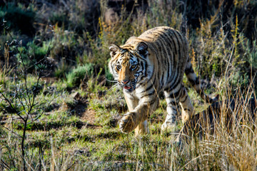 Tiger cub in a Tiger Canyons Private Game Reserve in South AFfrica