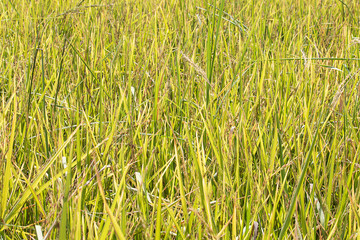 Fototapeta premium Green rice field.