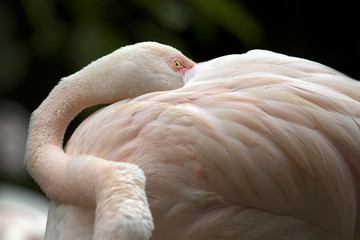 Fototapeta premium Flamingo in the zoo