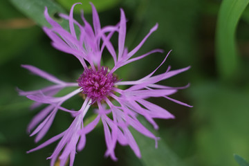 Violet cornflower macro summer photo at green background