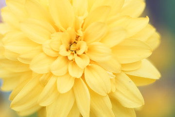 Yellow macro flower photo at green background, light summer photo