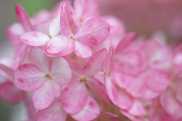 Fototapeta na wymiar Pink hydrangea macro floral photo, spring and summer bright picture